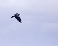Raven 1779